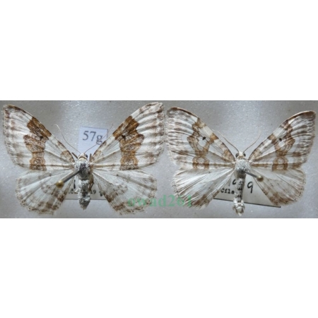 Xanthorhoe montanata (Denis & Schiffermüller, 1775) pair Paśnik nagórek Czech57g